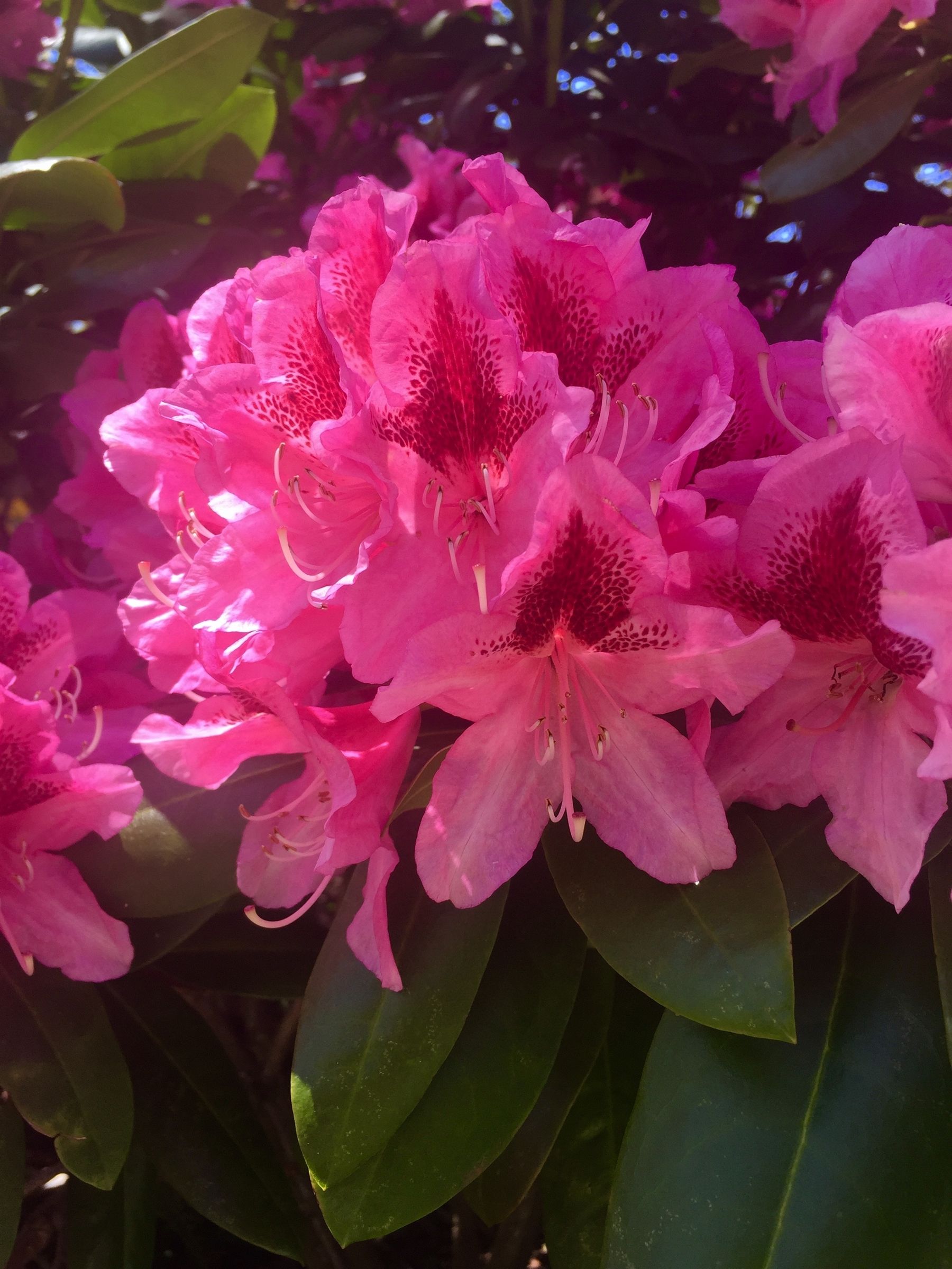 close up of pink azalea